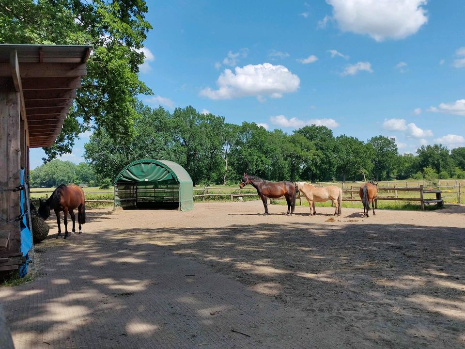 Offenstall Platz Allergiker Stute in Wedel