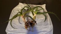 Echte Aloe Vera Pflanzen, Ableger, Aloevera,Heilaloe,Heilpflanzen Nordrhein-Westfalen - Siegen Vorschau