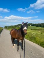 Pflegebeteiligung / Pony sucht / Unterstützung gesucht Nordrhein-Westfalen - Hattingen Vorschau