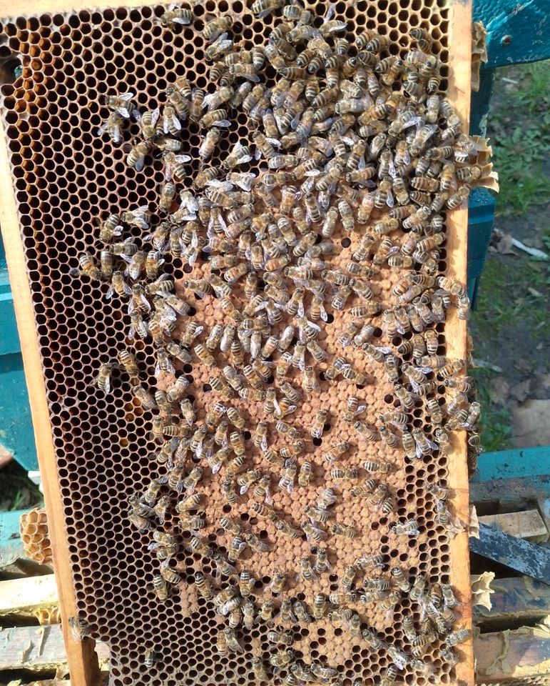Leistungsstarke Carnica Bienenvölker mit frischem Honig in Beckum