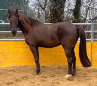 PRE Stute, smokey black Baden-Württemberg - Waldshut-Tiengen Vorschau