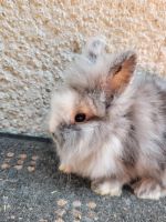 Löwenköpfchen rhönfarbig Zwergkaninchen Kaninchen Nordrhein-Westfalen - Overath Vorschau