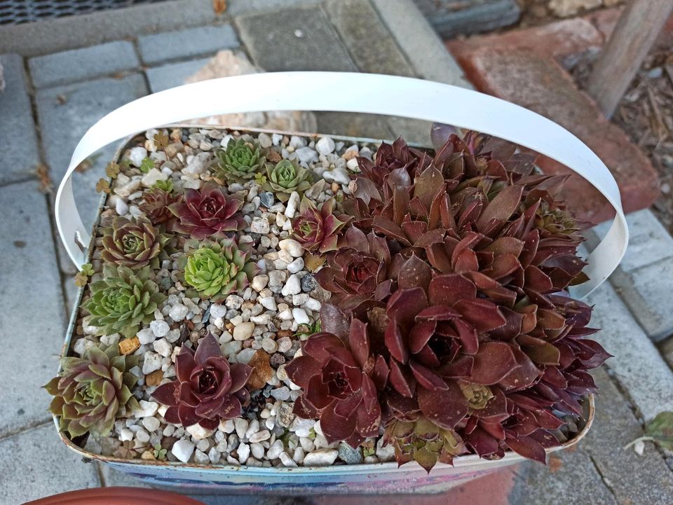 Hauswurz / Sempervivum - upcycling in Zeulenroda