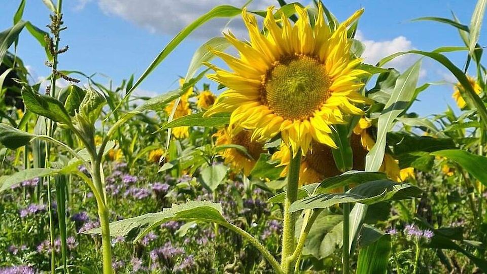 Blühwiesen neu anlegen, Bienenweiden, Blumenwiesen in Bad Zwischenahn