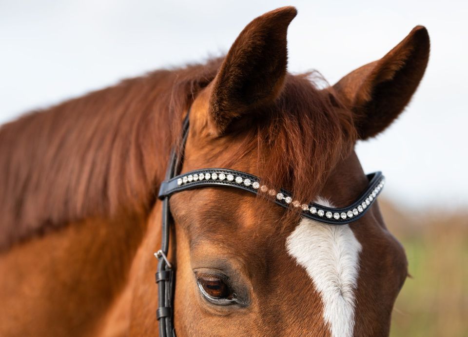 Anatomische TRENSEN Micklem Nachbau 49,95 pony, vb, wb & kb NEU! in Rehburg-Loccum