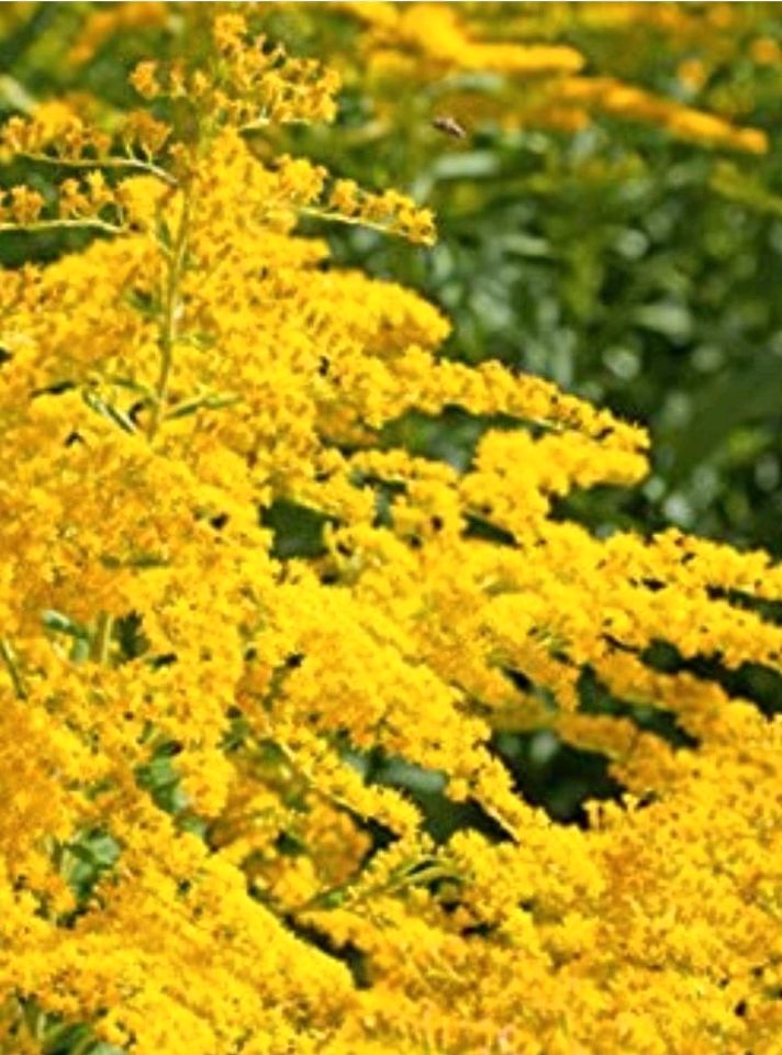 Goldrute StrahlenkroneSolidago cultorum Strahlenkrone Blume Staud in Pirna