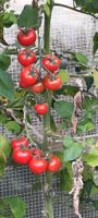 Tomaten,rote Paprika und Kürbis Hokkaido 2 Pflanzen =1€ Dresden - Seidnitz/Dobritz Vorschau