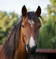 Shuja Welsh Cob sek. D Wallach Schleswig-Holstein - Tangstedt  Vorschau