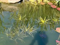 Teichpflanze Krebsschere Unterwasserpflanze Niedersachsen - Ritterhude Vorschau