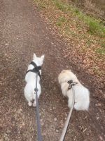 Ferienbetreuung für zwei Hunde in Seevetal oder Rosengarten Niedersachsen - Seevetal Vorschau