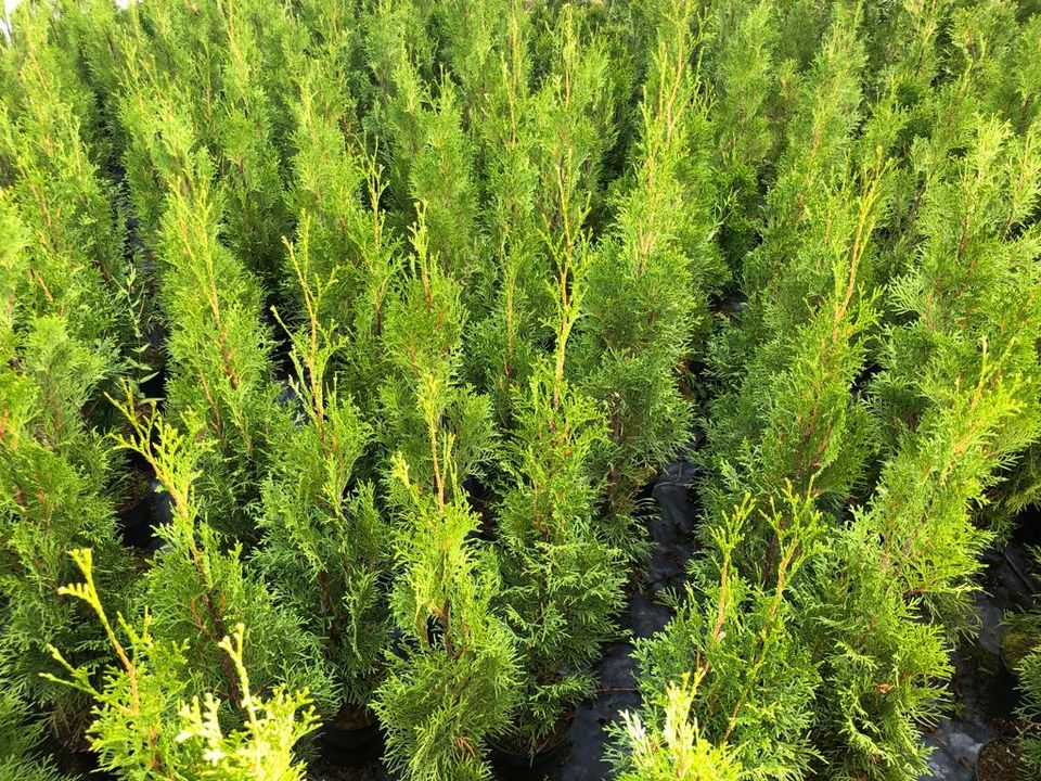 Sonderangebot: 18 x Thuja Smaragd 40-60 cm *Kostenloser Versand* in Mundhardterhof