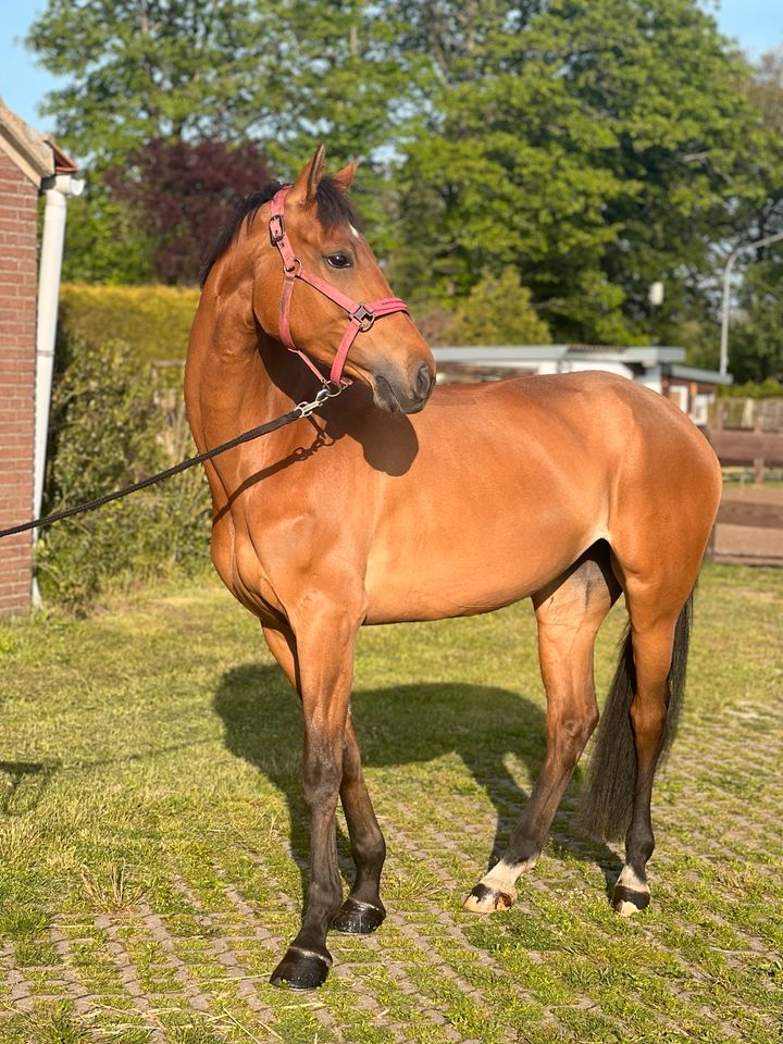 Stute 2017 Freizeitpferd Springpferd Pferd Dressurpferd in Haselünne