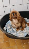 Cavalier King Charles Spaniel ist Niedersachsen - Helmstedt Vorschau