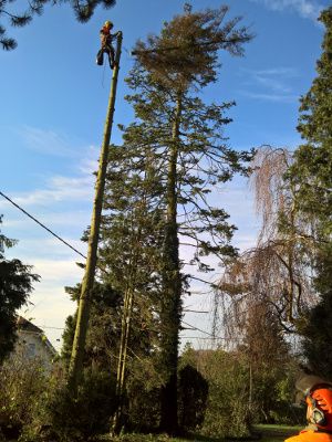 Baumfällung? Problem-Baum zu fällen? Kein Problem! in Dormagen