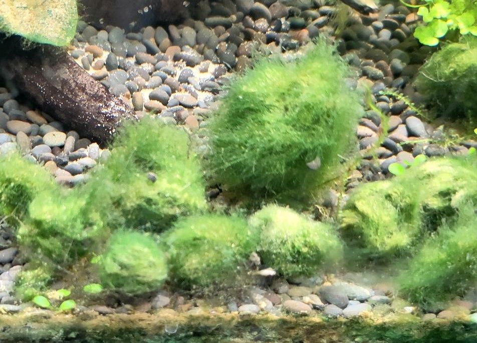 Marimo Moos Bälle ~2cm Durchmesser in Greifswald