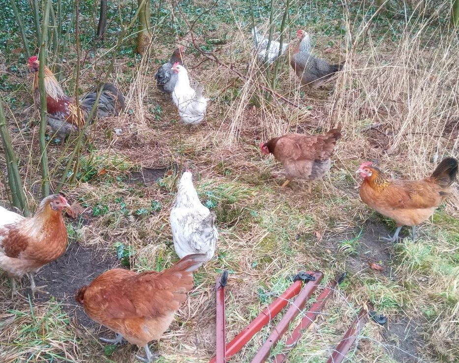 Gartenhühner Stamm 1:2, bunte Eier, mittelgroß in Berge (bei Perleberg)