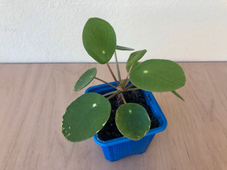 Pilea/Ufopflanze in Karlsruhe