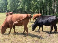 Angus Rinder Bioland Niedersachsen - Wedemark Vorschau