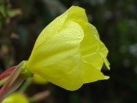 Nachtkerze Schinkenwurz essba Oenothera biennisBIO Magen Stimmung Niedersachsen - Westerstede Vorschau