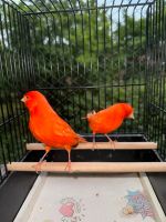 Rotes Kanarienvogel Paar 1A Zuchtpaar, geboren 2023 stück 60 € Niedersachsen - Laatzen Vorschau