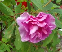 Rose* Duft Rose im Metall Topf*Historische Rose*Rosa*ca.110cm Baden-Württemberg - Villingen-Schwenningen Vorschau