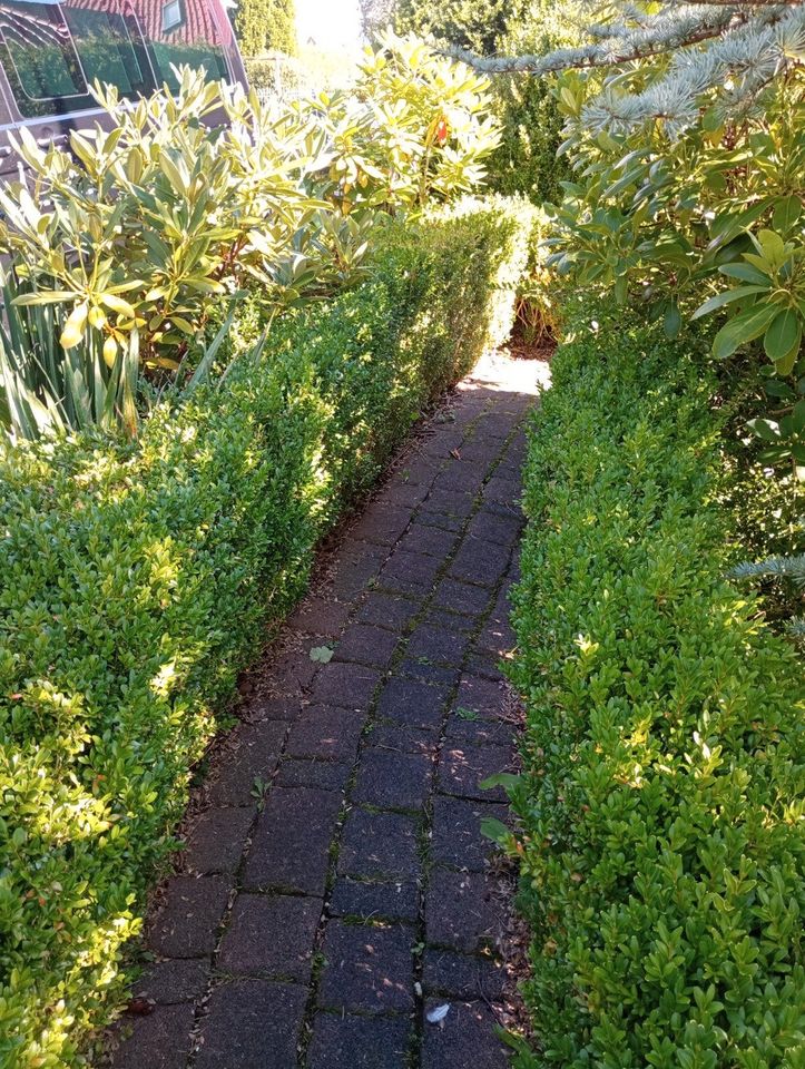 Buchsbaum, Sträucher und Pflanzen aus Gartenumgestaltung in Wittmund
