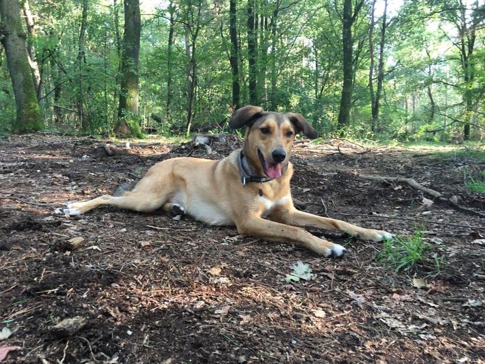 Toller Hund sucht tolle Familie in Hünxe