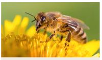 Ohne Bienen gibt’s kein Leben! Imker sucht Gartengrundstück Baden-Württemberg - Calw Vorschau