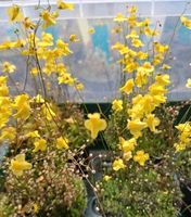 Utricularia subulata, Wasserschlauch, Karnivore Nordrhein-Westfalen - Rheurdt Vorschau