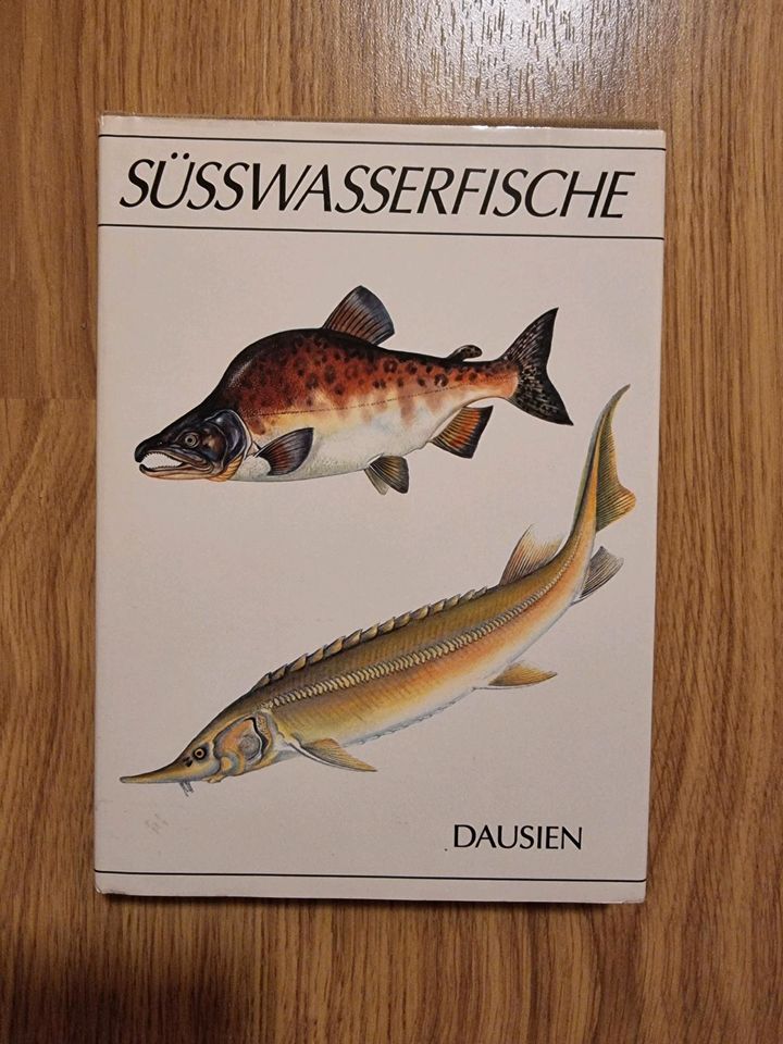 Süßwasserfische von Dusien in Bückeburg