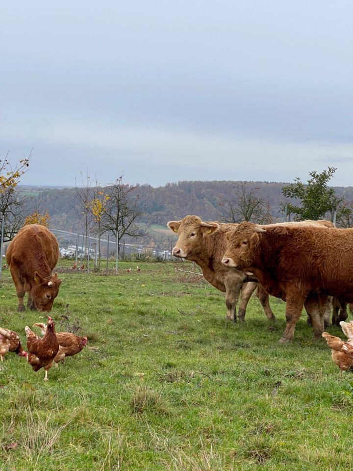 Arbeiter, Ehepaar für unsere Landwirtschaft in Gundelsheim