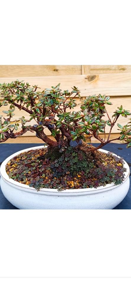 Ich verkaufe hochwertige Bonsai-Bäume, siehe Bilder mit preise in Beckingen