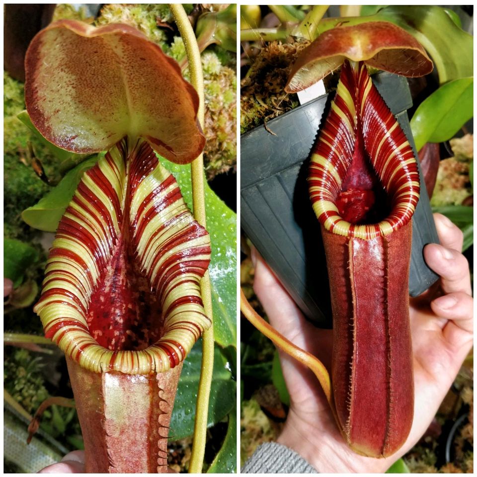 Nepenthes robcantleyi x lowii versch. Größen Karnivore in Ahrensburg