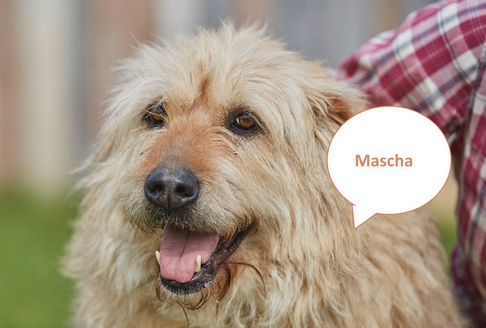 Tierschutz - Charmante Mascha sucht ein liebevolles Zuhause! in Düsseldorf