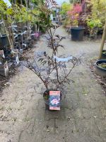 Schwarzer Holunder Sambucus 60-100cm Black Lace Nordrhein-Westfalen - Simmerath Vorschau