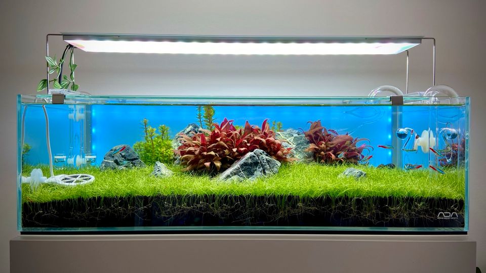 ADA 60-F Aquascape Aquarium inkl. Zubehör & Schrank in Friedewald (Westerwald)