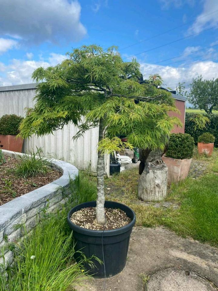 Acer dissectum viridis - grüner Schlitz Ahorn   140cm Durchmesser in Dreieich