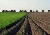 Landwirtschaftliche Ackerfläche - keine Käuferprovision - Niedersachsen - Dornum Vorschau