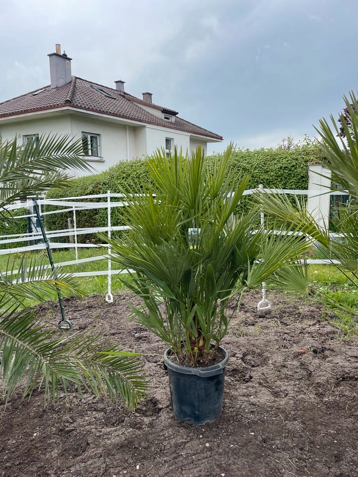 Zwergpalme Chamaerops Humilis Palme | M | ca.  160cm in Stuttgart