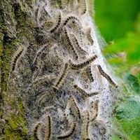 Entfernung Eichenprozessionsspinner Saarland - St. Wendel Vorschau