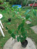 Cherimoya ( Rahmapfel ) Baden-Württemberg - Denzlingen Vorschau