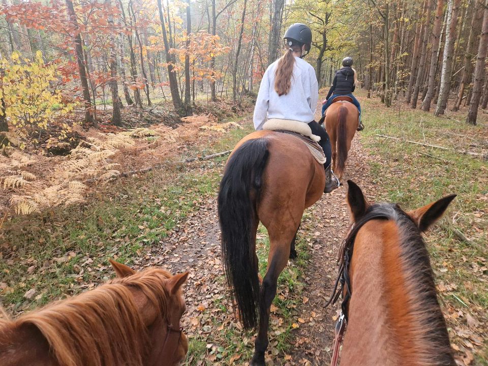 Reitbeteiligung zu vergeben in Doberlug-Kirchhain