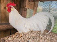 Amerikanische Zwerg-Leghorn Hahn zum Tausch, Huhn, Hühner Sachsen - Königsbrück Vorschau