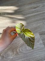 Korallenbegonie, Begonia Corallina, Steckling mit Blatt Berlin - Reinickendorf Vorschau