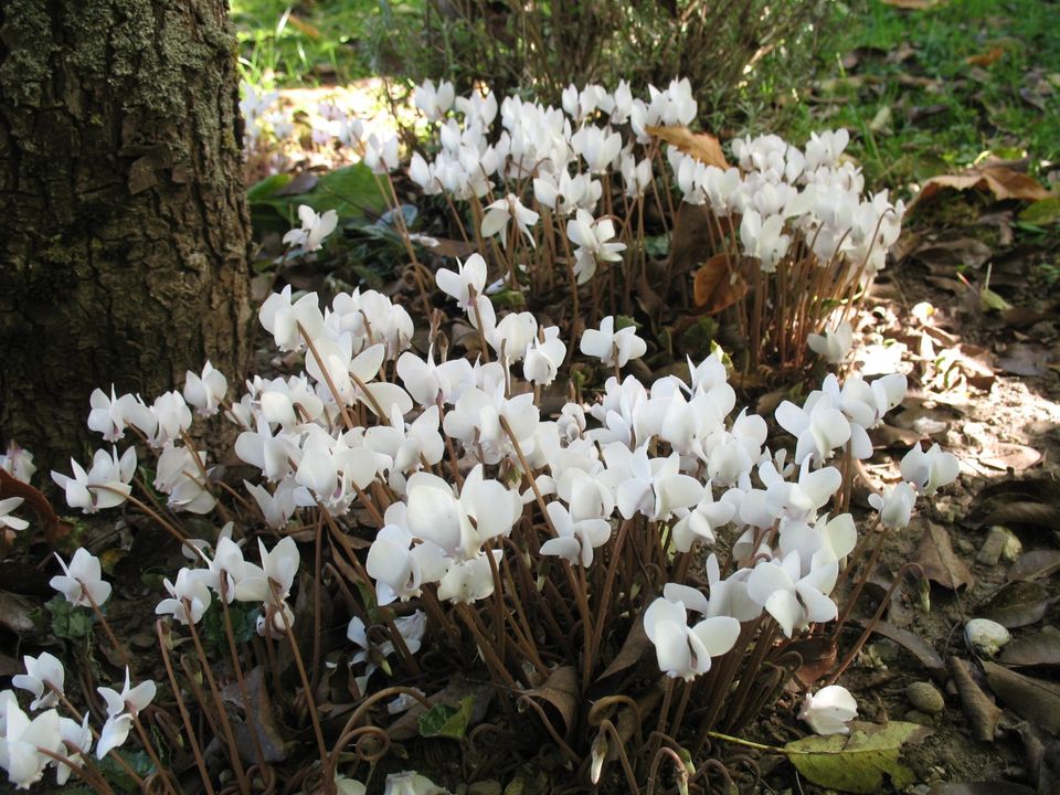 20 Samen Alpenveilchen Cyclamen hederifolium weiß 'Perlenteppich' in Singen