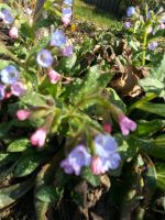 Italienisches Lungenkraut (Pulmonaria) Hessen - Oberursel (Taunus) Vorschau