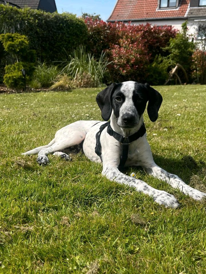 SCARLETT Pointer Hündin Tierschutz Hund Junghund in Essen