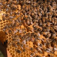 Bienenableger Zandermaß Niedersachsen - Edewecht Vorschau