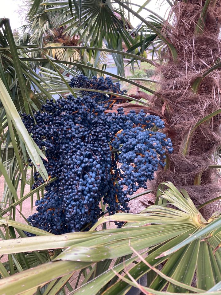 Palmensamen, Trachycarpus fortunei, chinesische Hanfpalme in Bühl