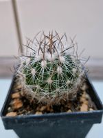 Stenocactus spec. Saarbrücken-West - Klarenthal Vorschau